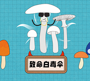 致命白毒傘是什么？