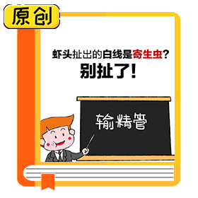 蝦頭扯出的白線(xiàn)是寄生蟲(chóng)？別扯了！ (3)